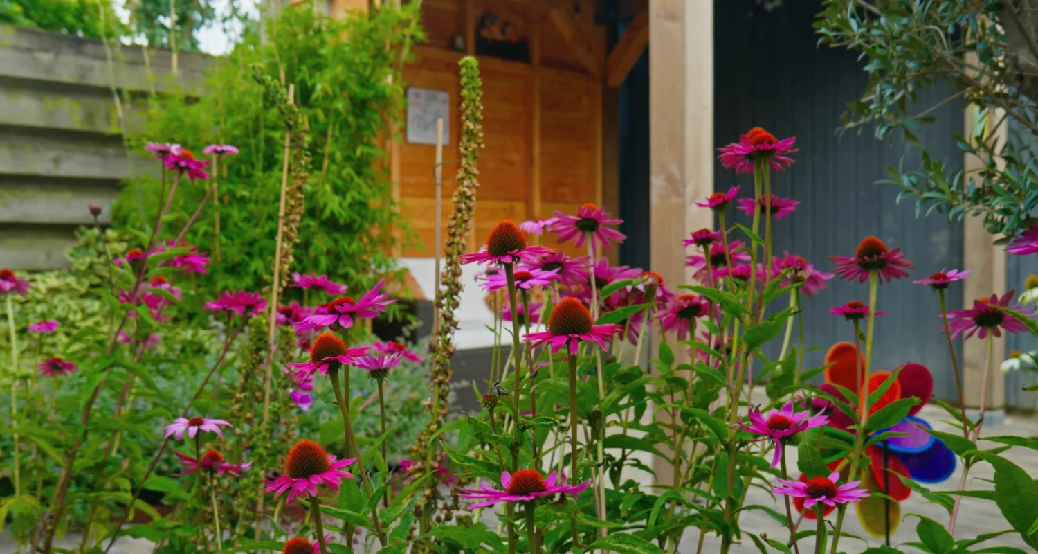 Nieuwe Niedorp foto 4